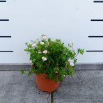Pakost kantabrijský (Geranium × cantabrigiense) ‘BIOKOVO’ - výška-10 cm, priemer-10-20cm, kont. C2L